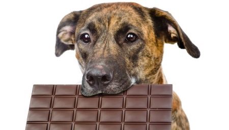 Can dogs be given sweets and why do they love them?