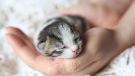Newborn kittens: development and rules of care