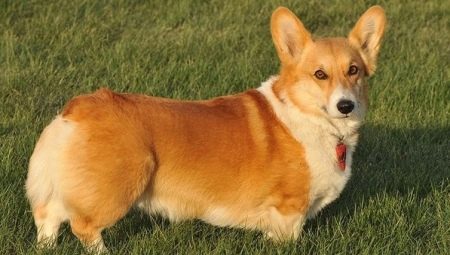 Dog breeds without tails review