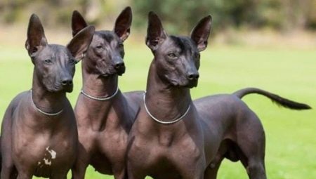 Peruvian hairless dogs: a description of the breed, the rules of its content