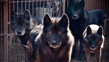 Crossbreed dogs and wolves: features and types