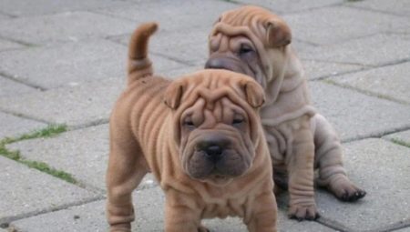 Dog breeds with folds