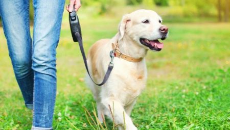 Dog Leash Roulette: How to choose and use?