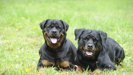 Rottweiler rules