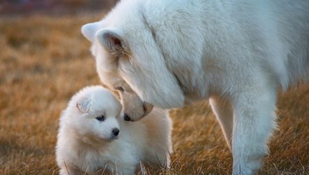 Rules education puppies and adult dogs