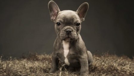 The size of the French bulldogs, depending on age and how to adjust them