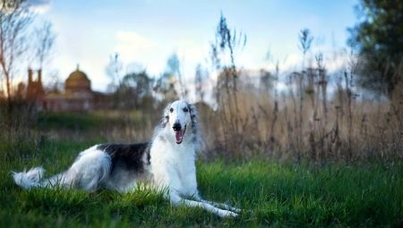 Russian borzoi: characteristics, temperament, care basics