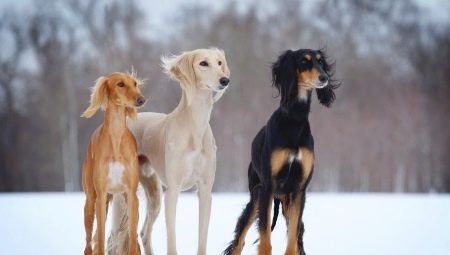 Saluki: characteristic of the breed of dogs, especially care