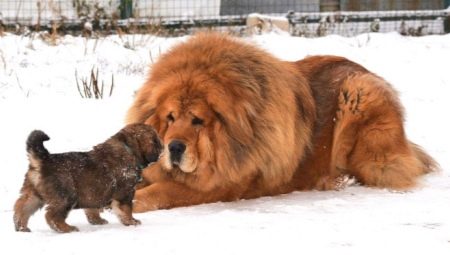 The biggest Tibetan mastiffs