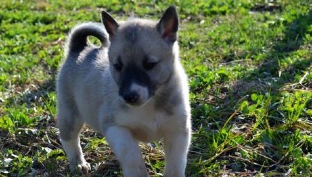 Husky puppies in 1-2 months: characteristics, food, walks and training