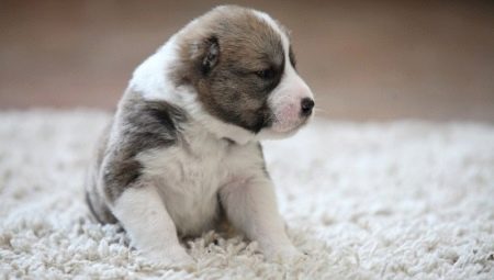 Keeping and raising puppies alabay at 2 months