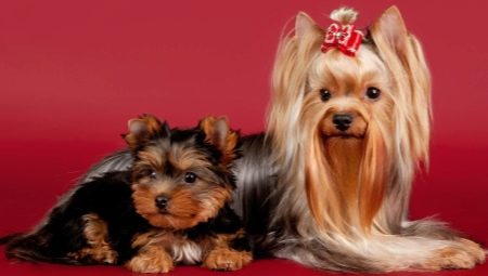 Yorkshire Terrier Nickname List