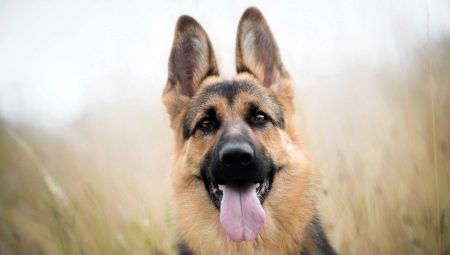 The list of nicknames for the German shepherd-girl