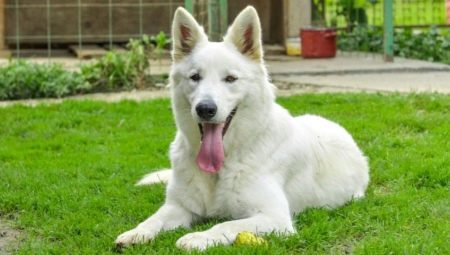 Watch Dog Breeds: Common Features, Species, and Tips for Choosing