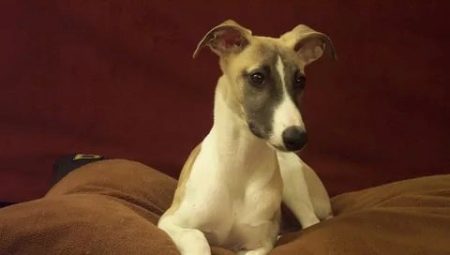 Whippet: characteristics, temperament and features of care