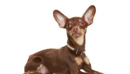 The ears of a toy terrier: setting and care