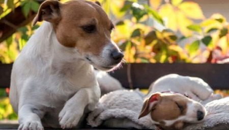 Age of dogs by human standards