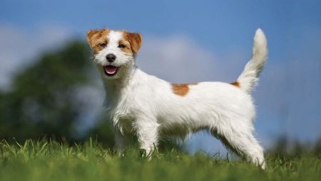 Everything you need to know about the hard-haired Jack Russell Terrier