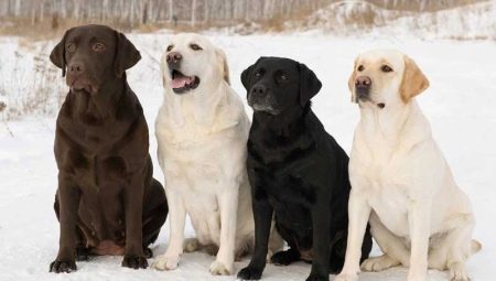 All about Labrador Retrievers