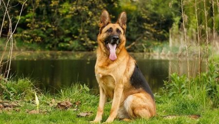All about German Shepherds