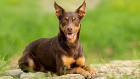 All about dog breed Australian Kelpie