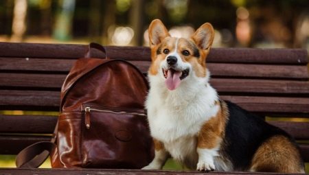 All about welsh corgi pembroke