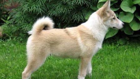 All about West Siberian husky