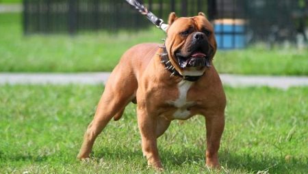 All about American bandogs