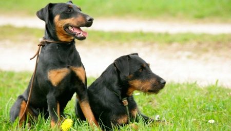 Jagdterrier: species, rules of content and the choice of nicknames