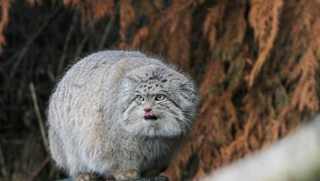 Evil cats: the breed and the manifestation of their aggression