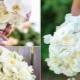 Bridal bouquet from orchids: options and ideas for combining with other flowers