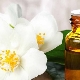 Jasmine Essential Oil - Properties and Application Tips
