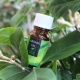 Tea tree oil for the face: the benefits, harm and subtleties of use