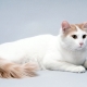 Anatolian cats: breed description, content features