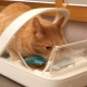 Automatic feeders for cats: types, selection rules and production