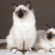 Burmese cats: features, choices and care