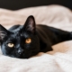 Bombay cats: characteristics, choices, rules of care