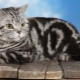 British tabby cats: variety and content