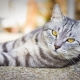 British striped cats: how to look, how to contain and name?