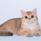 British golden cats: color features and breed description