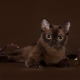 Burmese cat: description of the breed and character, conditions of detention