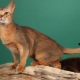 Ceylon cats: breed description and characteristics of the content