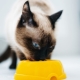 What to feed Siamese cats?