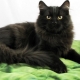 Black Siberian cat: breed description and color features