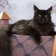 Black Maine Coon: types and details of care