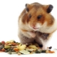 What do hamsters eat?