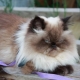Himalayan cats: characteristics, varieties, choices and rules of care