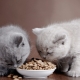 Hypoallergenic cat food and kittens: features, types and subtleties of choice