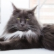 The nature and habits of the Maine Coon