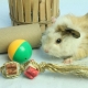 Toys for guinea pigs: what are needed and how to make them yourself?